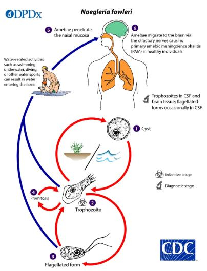 An image of the life cycle of Naegleria fowleri created by the U.S. Centers for Disease Control and Prevention and provided by the Korea Disease Control and Prevention Agency [YONHAP]