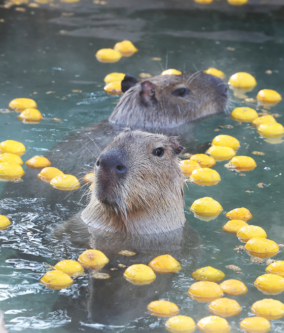 Capybaras bathe themselves in the warm water at local amusement park Everland in Yongin, Gyeonggi, on Wednesday amidst an ongoing cold wave. [YONHAP]