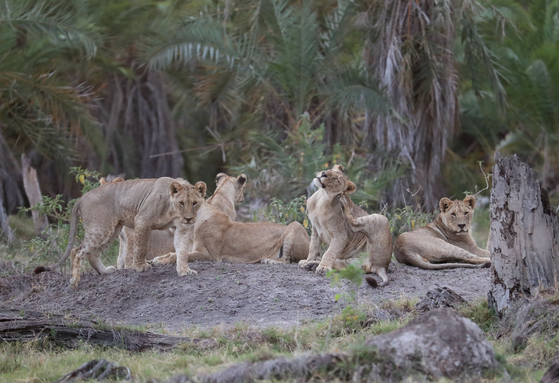 Photo taken on June 12, 2022, shows lions at the Amboseli National Park, Kenya. [XINHUA/YONHAP]