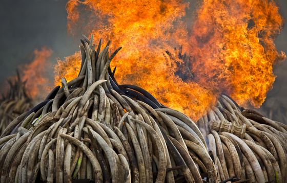 In this Sept. 4, 2017, file photo, pyres of ivory are set on fire in Nairobi National Park, Kenya. Kenya's president at the time, Uhuru Kenyatta, set fire to 105 tons of elephant ivory and more than 1 ton of rhino horn, believed to be the largest stockpile ever destroyed, in a dramatic statement against the trade in ivory and products from endangered species. [AP/YONHAP]