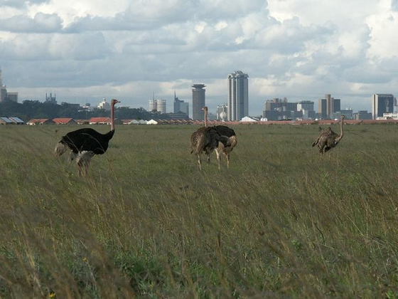 Ostrich spotted at the Nairobi National Park. The photo was provided by the Kenya Wildlife Service to the Embassy of Kenya in Seoul. [KENYA WILDLIFE SERVICE] 
