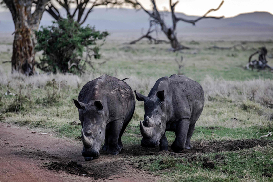 Two black rhinos graze before sunset in Lewa Conservancy, Kenya on May 9, 2022. [AFP/YONHAP]