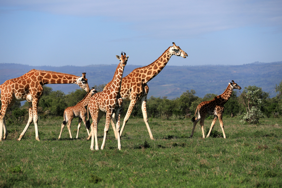 Photo taken on May 13, 2022, shows giraffes at Lake Nakuru National Park in Kenya. [XINHUA/YONHAP] 