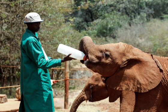 A keeper feeds an orphaned baby elephant with milk from a bottle during feeding time, at the David Sheldrick Wildlife Trust elephant orphanage near Nairobi on March 20, 2022. [REUTERS/YONHAP]