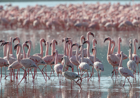 Photo taken on May 13, 2022, shows flamingos at the Lake Nakuru National Park in Kenya. [XINHUA/YONHAP]