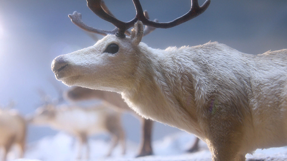A reindeer is featured in the stop-motion animation film "Mother Land" [KOREA ACADEMY OF FILM ARTS]