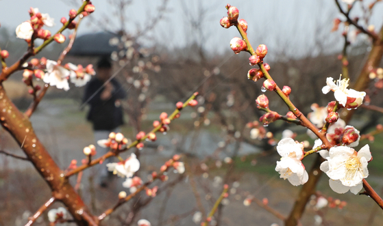 Apricot flowers begin to blossom at a park on Jeju Island on Friday, after rainfall and unusually warm winter weather. [YONHAP]