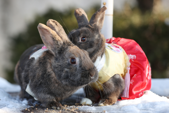 Rabbits are dressed in hanbok (traditional Korean dress) to celebrate the upcoming Year of the Black Rabbit in Namyangju, Gyeonggi, on Dec. 26, 2022. [YONHAP]