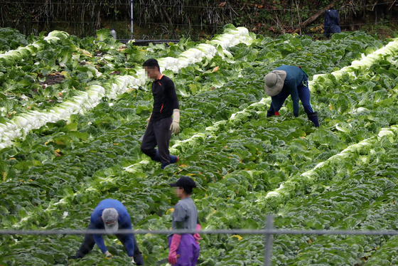 Foreigners work at a cabbage farm in Hongcheon County, Gangwon, last October. [YONHAP] 