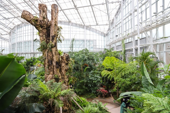 The Indonesian ‘Devil tree’ towers over the plants in the tropical greenhouse zone. [CHOI SEUNG-PYO]