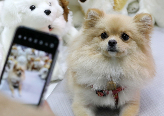 A dog being photographed at a pet fair at Kintex in Ilsan, Gyeonggi on Nov. 18. [NEWS1] 