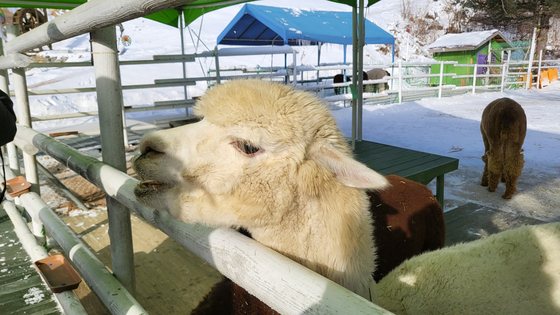 Visitors can try feeding alpacas at Anifore [YIM SEUNG-HYE]