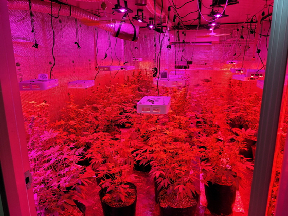 An indoor marijuana grow facility discovered by Bukbu Provincial Police Agency last October. [NATIONAL POLICE AGENCY] 