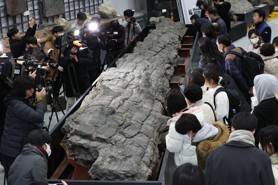 People take a look at the biggest wood fossil ever found in Korea, referred to as Pohang Geumgwang's fossilized tree from the Cenozoic Era, at the National Research Institute of Cultural Heritage in Daejeon on Tuesday. The fossil was discovered in 2009 and was designated a natural monument this year on Jan. 27. The wood fossil, 10.2 meters (33 feet) long and 0.9 to 1.3 meters wide, will be displayed to the public through Feb. 28. [YONHAP]