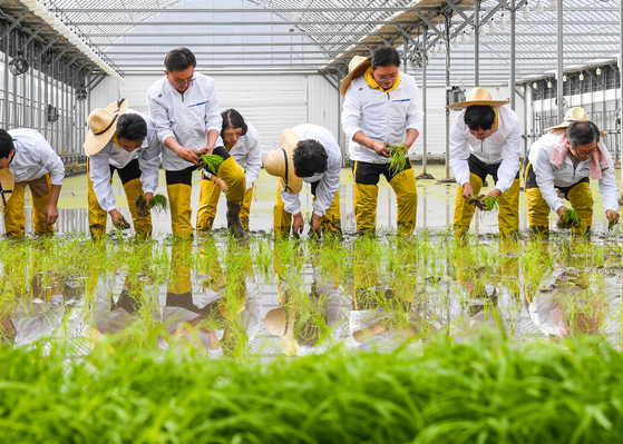 Participants plant rice seeds during a rice planting event held in a greenhouse in Icheon, Gyeonggi, on Wednesday afternoon. The rice planted in Icheon this month, first to be planted nationwide this year, will be harvested in June. [YONHAP]