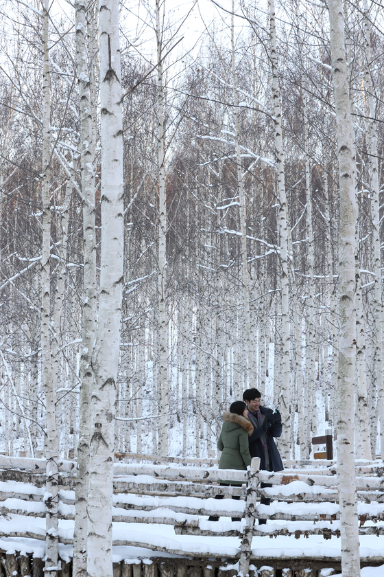 A couple enjoys the view at a white birch forest. [WOO SANG-JO]