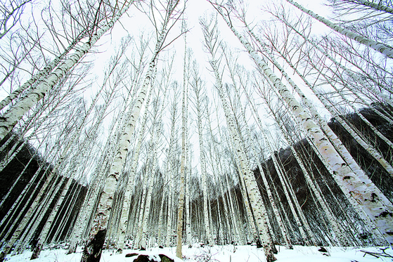 The Jukpari Birch Forest covers 300,000 square meters, guaranteeing a promising ″white-out″ experience. [YEONGYANG-GUN]