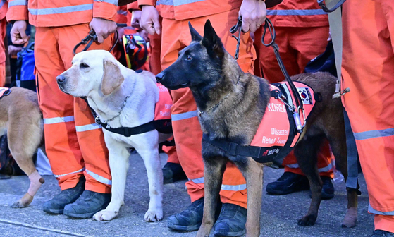 Korean rescue dogs return after relief efforts in quake-stricken Turkey at Seoul Air Base in Seongnam, Gyeonggi, on Saturday. [NEWS1]