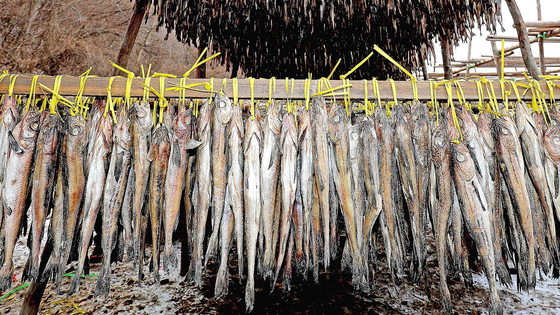 Pollack being dried over the winter [YONHAP]