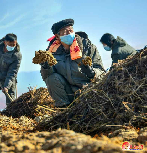A North Korean farm worker in South Hamgyong Province holds up manure in a photo released by Pyongyang's state-controlled newspaper Rodong Sinmun, which was accompanied by the caption, ″A handful of manure is a handful of rice.″ [NEWS1]