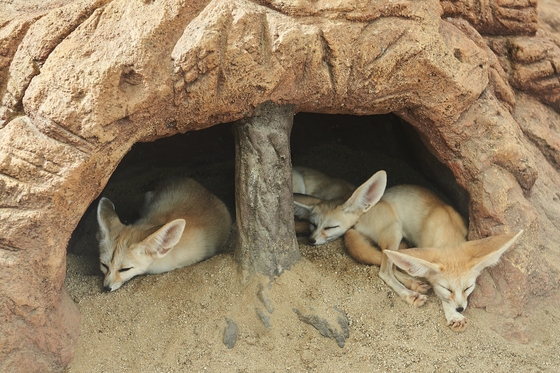 Foxes rest in their den at the National Institute of Ecology. [NATIONAL INSTITUTE OF ECOLOGY]