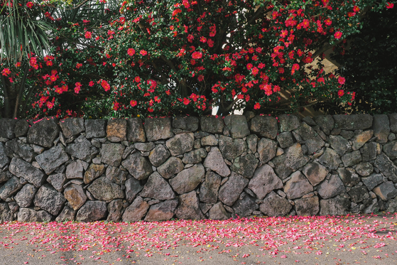 Camellias in full bloom at Sinheung Dongbaek Village [JEJU TOURISM ORGANIZATION]