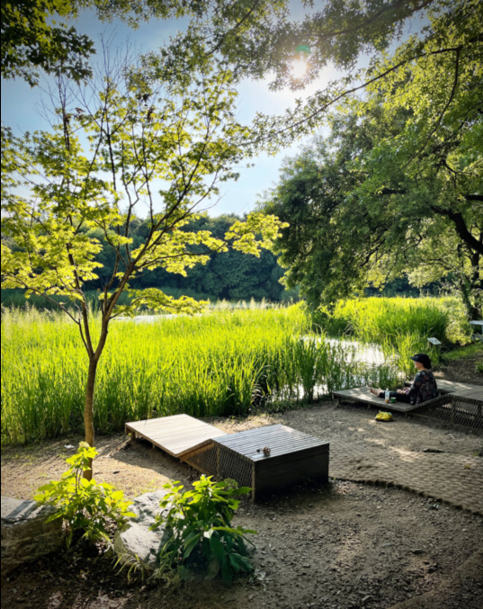A visitor enjoys a warm afternoon by the lake at Seoul Forest. [ALLAND DHARMAWAN]