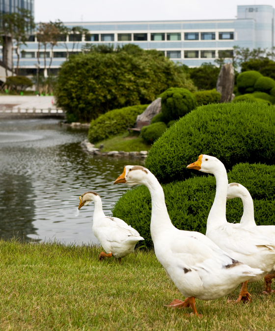 Flocks of ducks and geese can be easily spotted on campus ever since Lee adopted them from a nearby market in 2001 when he was a professor to bring vitality to the “static” school pond. [KAIST]
