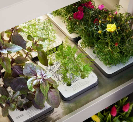 Flowers and herbs, newly released by LG Electronics, are planted in LG tiiun. [NEWS1]
