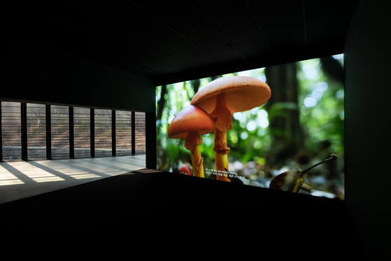 "Architecture of Mushroom" (2019) by Park Sun-min [NAM JUNE PAIK ART CENTER]