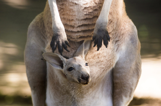 A kangaroo peeps from its mother's pouch. [YONHAP]