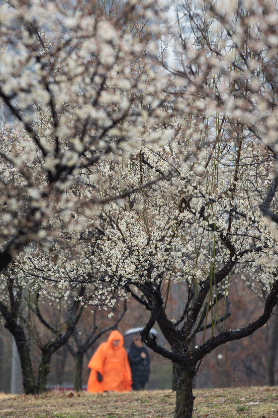 A man strolls in the drizzle along the Han River where plum flowers blossomed on Sunday. While temperatures have been rising lately, sudden cold is expected to hit the Peninsula. According to the Korea Meteorological Administration, Monday morning temperatures in Seoul will drop to as low as minus 3 degree Celsius (26.6 degrees Fahrenheit) and reach a high of 7 degrees Celsius that day. [NEWS1]