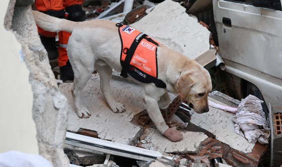 Tobaek the rescue dog searches for earthquake survivors in Antakya, Turkey on Feb. 10 with a bandaged paw after getting injured the day before during the rescue. [YONHAP]