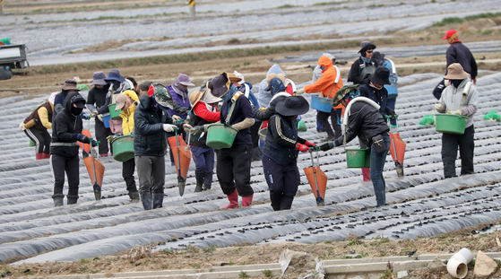 Farmers are busy planting potatoes in Gangneung, Gangwon, on Tuesday in the midst of climbing temperatures. [YONHAP]