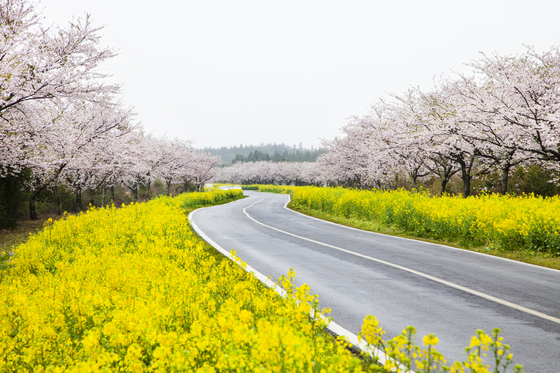 Noksan Flower Road is surrounded by splashes of pink and yellow in the spring. [JEJU TOURISM ORGANIZATION]