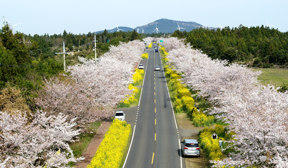 Noksan Flower Road serves as one of the best drive courses to take in the view of the spring flowers. [YONHAP]