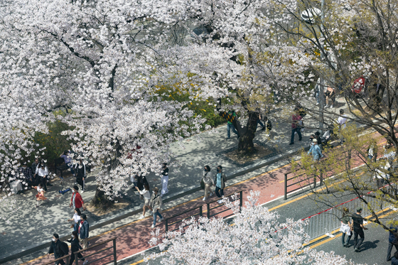 People walk along a cherry blossom-lined street in Yeouido, western Seoul. [NEWS1]
