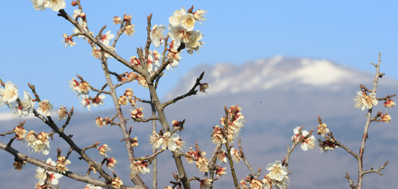 Plum blossoms act as early spring's major attraction at Hueree Natural Park. [YONHAP]