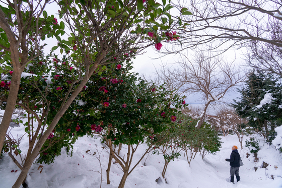 A visitor looks at the blossoms of camellia trees in Ulleung Yerimwon. [BAEK JONG-HYUN]