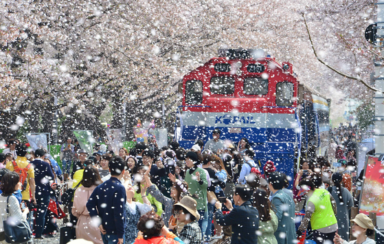 Cherry blossoms greet visitors at Gyeonghwa Station in Jinhae, South Gyeongsang. [JOONGANG PHOTO]