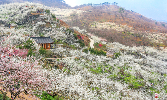 Gwangyang welcomes visitors until March 19. [GWANGYANG CITY]