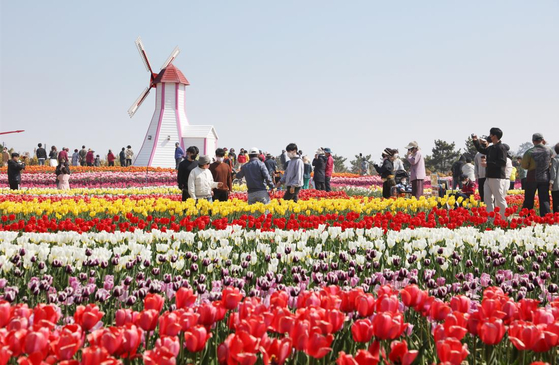 Visitors walk through the flowerbeds at Sinan Tulip Festival [SINAN] 