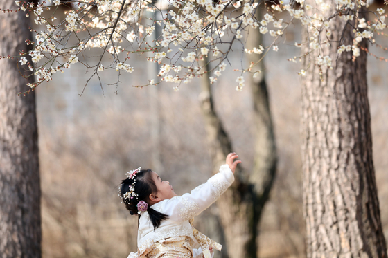 A young girl reaches out to a blossom on a tree at the Gyeongbok Palace in Seoul on Sunday. According to the Korea Meteorological Administration, temperatures have risen to 12 degrees Celsius (53.6 degrees Fahrenheit) and 20 degrees Celsius. The warm weather is to continue throughout the week, while slightly falling over the weekend. [YONHAP]