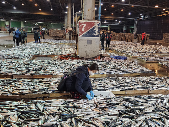 An official takes samples from mackerels to check their radiation levels at a fish market in Busan on Feb. 28. [YONHAP]