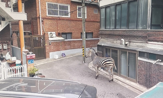 A zebra wanders around a residential area in Seoul on Thursday. The zebra escaped from nearby Seoul Children's Grand Park. [JOONGANG ILBO]
