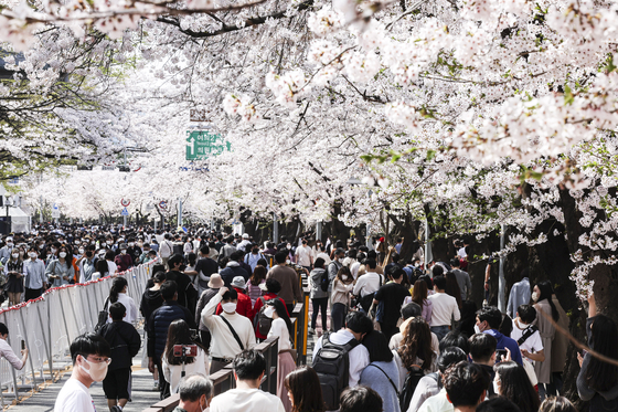 Large crowds at last year's Yeouido Cherry Blossom Festival at Yeongdeungpo District, western Seoul [JOONGANG ILBO]