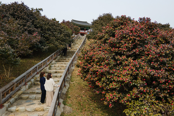 Visitors take in the camellia blossoms. [CHOI SEUNG-PYO]