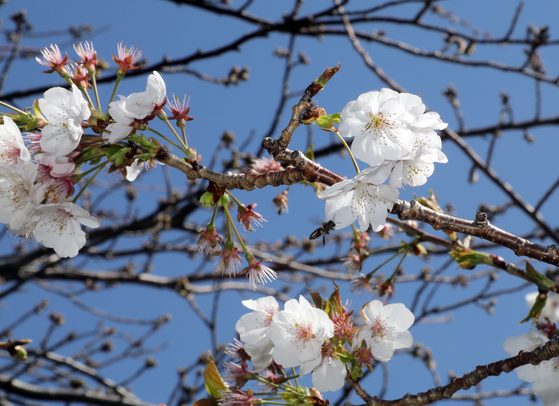Cherry blossoms are flowering in Jeju in early March [NEWS1]