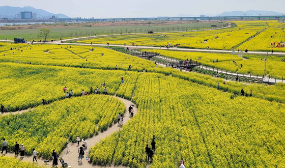 The Busan Nakdong River Canola Flower Festival held at Daejeo Ecological Park in Busan, the largest canola flower complex in Korea, in April 2022. [YONHAP]