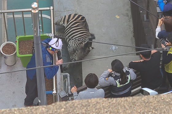 Sero the zebra goes down after taking six tranquilizer shots in the streets of a residential area. [YONHAP]